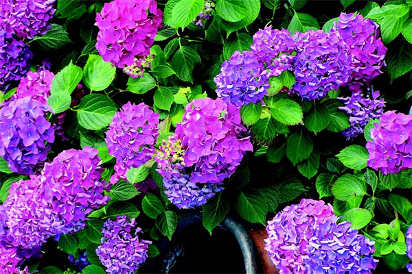 2個(gè)花瓣的花(兩瓣的花是什么花)